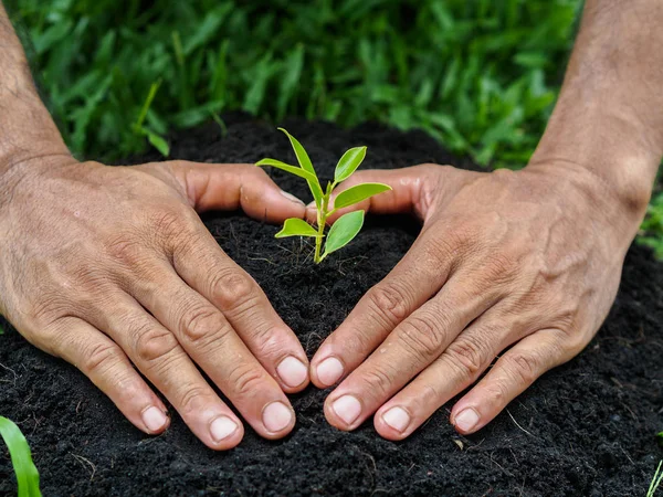 Adam toprağa ağaç dikme eller. kavram dikim.
