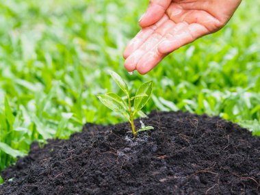 Bokeh arka plan üzerinde dikim için genç bir ağaca su veren eller. Çevre kavramı kaydetmek dünyayı kurtarmak.