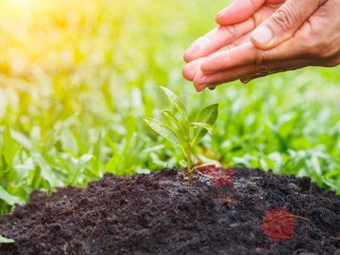 Bokeh arka plan üzerinde dikim için genç bir ağaca su veren eller. Çevre kavramı kaydetmek dünyayı kurtarmak.