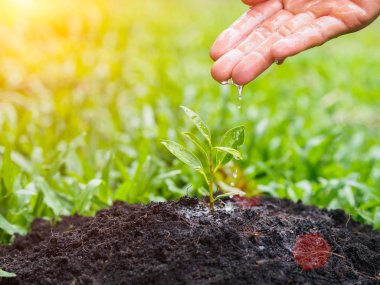 Bokeh arka plan üzerinde dikim için genç bir ağaca su veren eller. Çevre kavramı kaydetmek dünyayı kurtarmak.