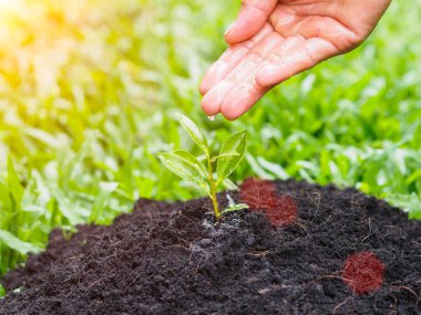 Bokeh arka plan üzerinde dikim için genç bir ağaca su veren eller. Çevre kavramı kaydetmek dünyayı kurtarmak.