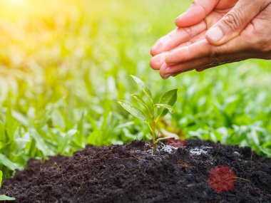 Bokeh arka plan üzerinde dikim için genç bir ağaca su veren eller. Çevre kavramı kaydetmek dünyayı kurtarmak.