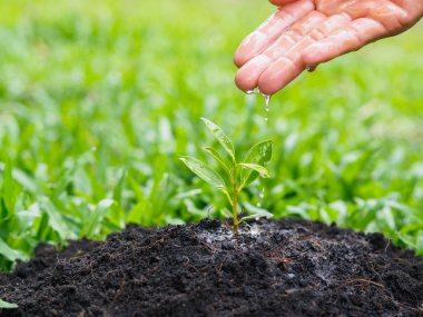 Bokeh arka plan üzerinde dikim için genç bir ağaca su veren eller. Çevre kavramı kaydetmek dünyayı kurtarmak.