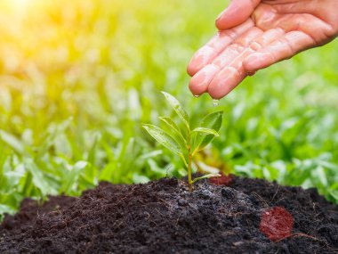 Bokeh arka plan üzerinde dikim için genç bir ağaca su veren eller. Çevre kavramı kaydetmek dünyayı kurtarmak.