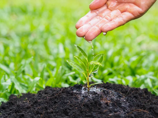 Bokeh arka plan üzerinde dikim için genç bir ağaca su veren eller. Çevre kavramı kaydetmek dünyayı kurtarmak.