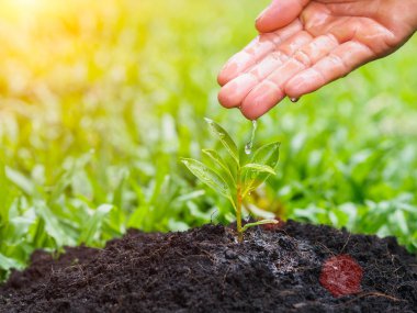 Bokeh arka plan üzerinde dikim için genç bir ağaca su veren eller. Çevre kavramı kaydetmek dünyayı kurtarmak.