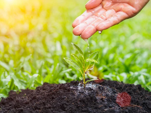 Bokeh arka plan üzerinde dikim için genç bir ağaca su veren eller. Çevre kavramı kaydetmek dünyayı kurtarmak.