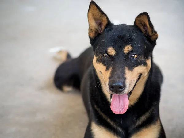 Happy black dog laying flat on the floor. Happy animal concept.