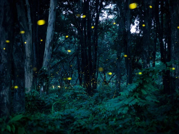 Firefly Voando Floresta Noite Prachinburi Tailândia Floresta Vaga Lume Concept — Fotografia de Stock