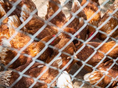 Birçok tavuk yerde yemek yeme kafeste. Tarım ve tarım kavramı.