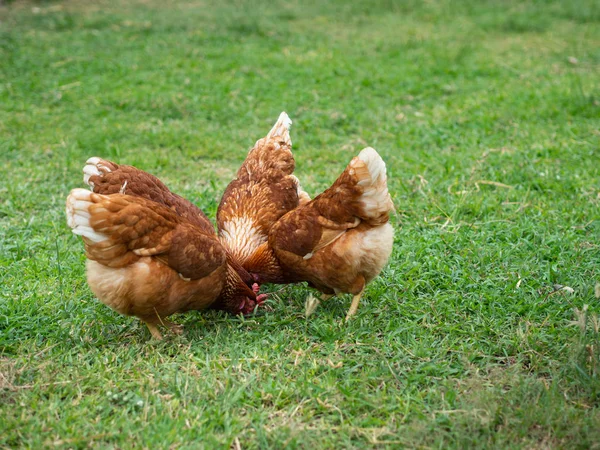 Kahverengi tavuk yemek yiyecek çimen yere. Tarım ve evde beslenen hayvan kavramı.