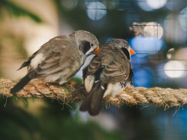 Bokeh arka plan ipe oturan iki küçük kuş. Hayvan, kuş, aşk, Çift kavramı.