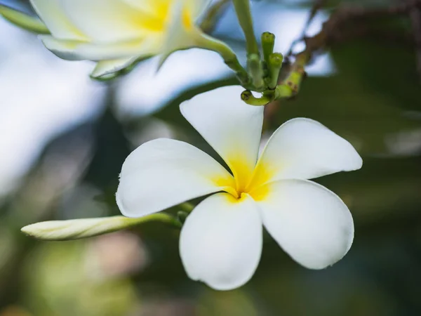 Белый Цветок Plumeria Дереве Plumeria Размытом Бэкграунде Цветок Любви — стоковое фото
