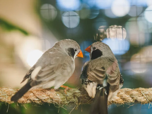 Two little birds sitting on the rope on bokeh background. Animal, Bird, Love, Couple Concept.