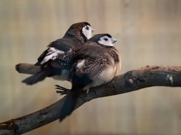 Two birds sitting on the tree branch. Animal, Bird, Love, Family Concept.