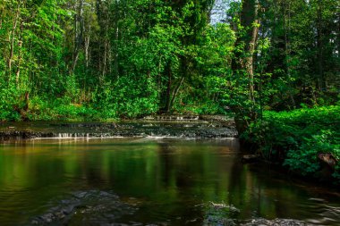Ormanda güzel bir şelale