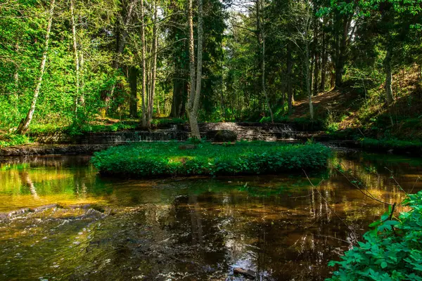 森の中に川がある美しい風景 — ストック写真