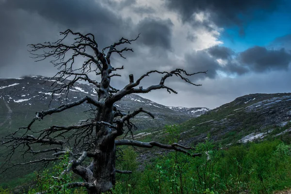 Prachtig Landschap Met Een Boom Een Berg — Stockfoto