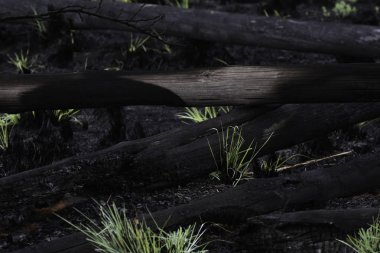 Yanık sakız ağacı günlükleri yabani yangınlar sonra yığını