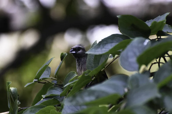 Neugieriger Gefleckter Mausvogel Colius Striatus Der Über Blätter Lugt — Stockfoto