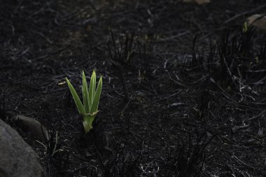 Alan yanmış içinde ortaya çıkan yıldız Lily bitki (hypoxis rigidula)