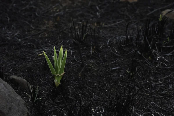 Usine Émergente Lis Étoilé Hypoxis Rigidula Dans Champ Brûlé — Photo