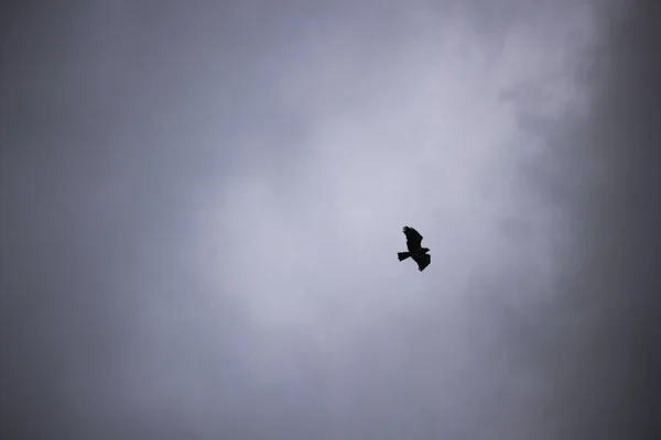 Eagle Soars Alone Beneath The Storm Clouds, Limpopo, South Africa