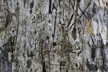 Mavi sakız ağacı kabuğu üzerinde oyulmuş grafiti kesmek