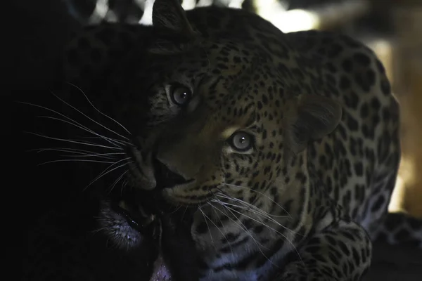 African Leopard Eating Meat Panthera Pardus Pardus Pretoria South Africa — Stock Photo, Image