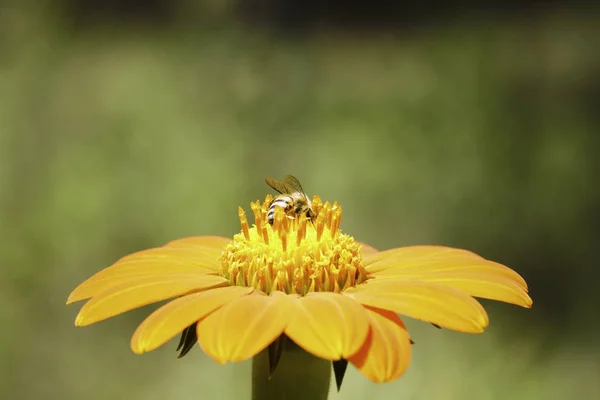 African Honey Bee Collecting Pollen From A Red Sunflower, Pretoria, South Africa