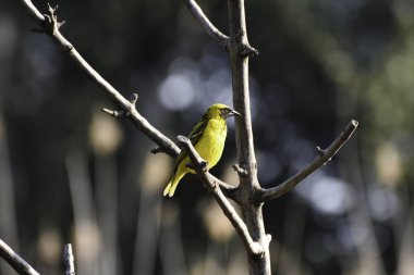 Köy Weaver kuş (ploceus cucullatus) benekli destekli, Pretoria, Güney Afrika