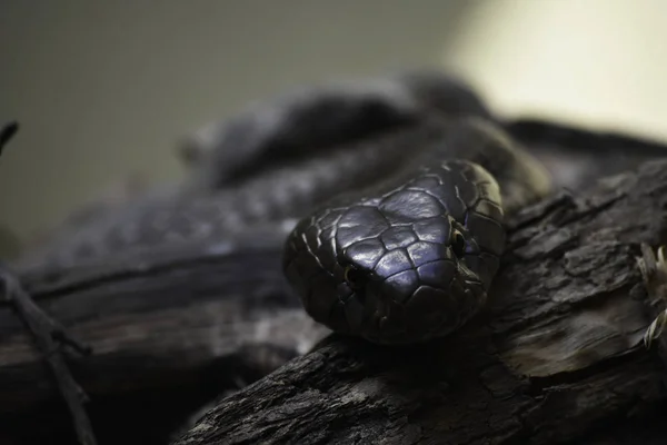 Observing Snought Cobra Snake Naja Annulifera Претория Южная Африка — стоковое фото