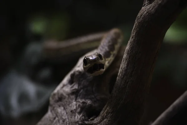 Έτοιμες Για Δάγκωμα Boomslang Δέντρο Φίδι Dispholidus Typus Πρετόρια Νότια — Φωτογραφία Αρχείου