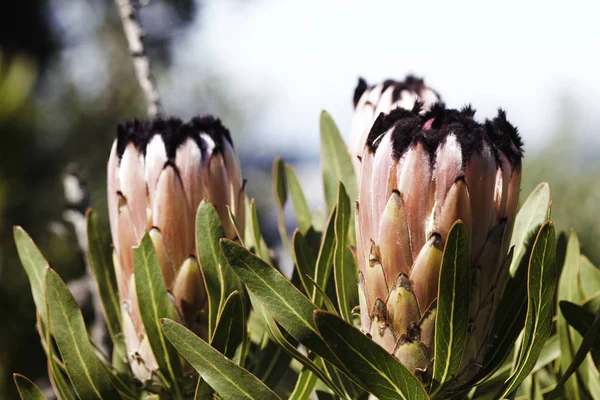 Folha Oleandro Flores Protea Bloom Protea Neriifolia Western Cape África — Fotografia de Stock