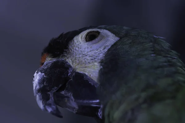 Zielona Głowa Niebieskoskrzydłowego Macaw Primolius Maracana — Zdjęcie stockowe