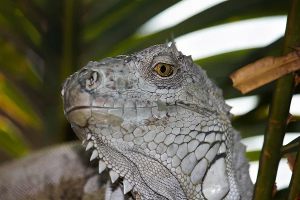 Green Eye White Scaled Iguana Smirking Expression — Stock Photo, Image