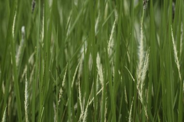 Green Grass Blades And Seeds Close-up Frame, South Africa clipart