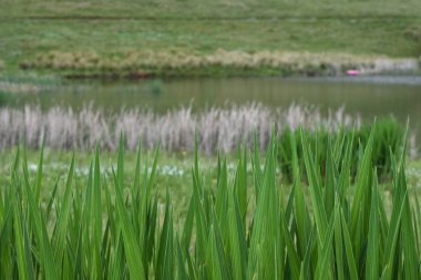 Lakeside Environment Background With Lake And Field Defocused, Dullstroom, South Africa clipart