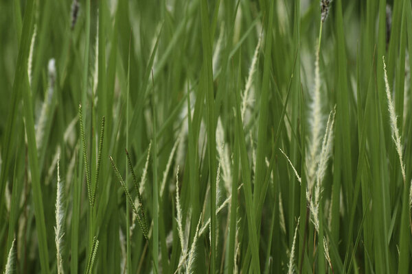Green Grass Blades And Seeds Close-up Frame, South Africa