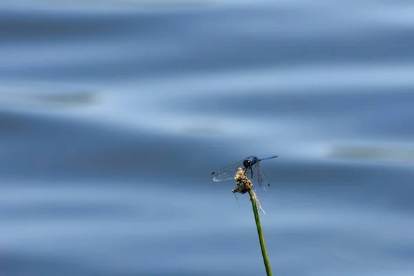 Dorsal Fallende Libelle Auf Segge Trithemis Dorsalis Stumpf Südafrika — Stockfoto