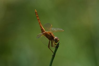 Geniş Scarlet Dragonfly (Crocothemis erythraea) Tünemiş Kuyruk Yukarı Looking, Limpopo, Güney Afrika