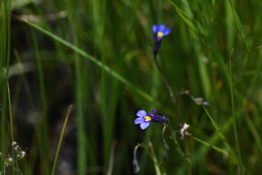 Kelebek Lobelia Çiçekler (Monopsis decipiens) Grassland, Limpopo, Güney Afrika