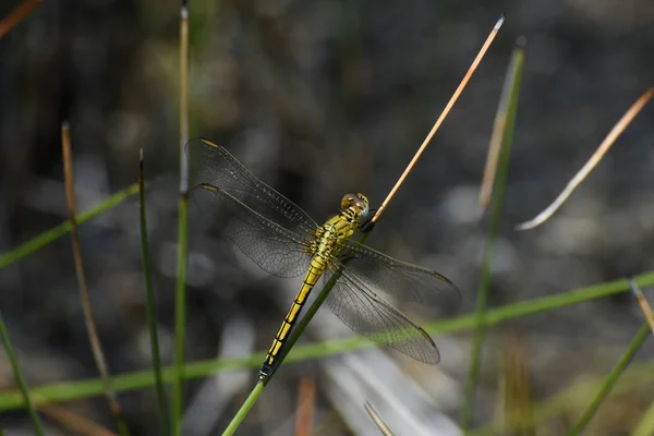 Samice Abbott Struska Dragonfly Orthezona Abbotti Grasslandu Limpopo Jižní Africe — Stock fotografie