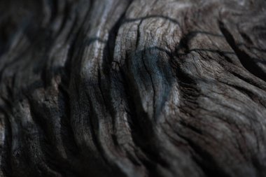 Yaşlı Driftwood Stump'da Akan Çizgiler, Güney Afrika