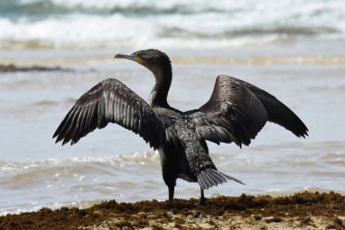 Kanatlı Yayılmış Cape Karabatak Kuşu (Phalacrocorax capensis), Mossel Bay, Güney Afrika