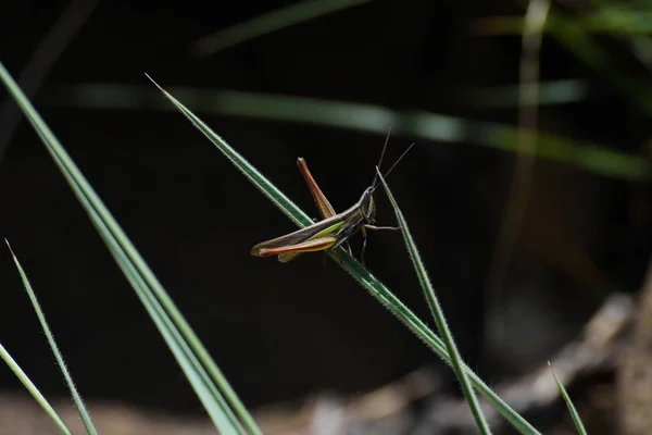 Grasshopper Cabeça Inclinada Pequena Mermiria Navegando Através Grama Limpopo África — Fotografia de Stock