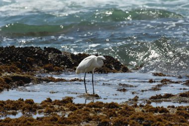 Küçük Egret Bird (Egretta garzetta) Yakalanan Balık ile, Mossel Bay, Güney Afrika