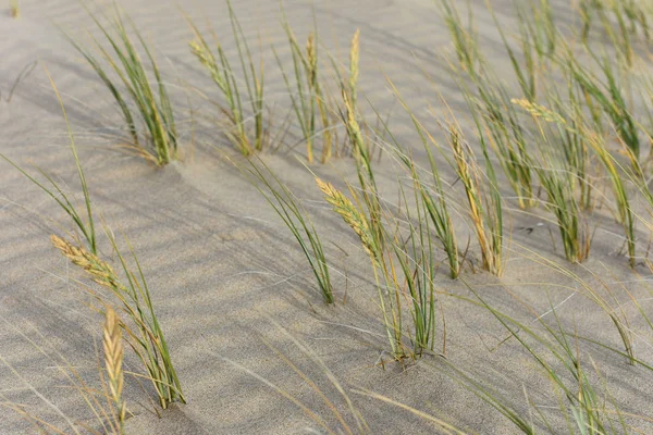 Dune Grass Blowing Wind Rippled Sand — Stock Photo, Image