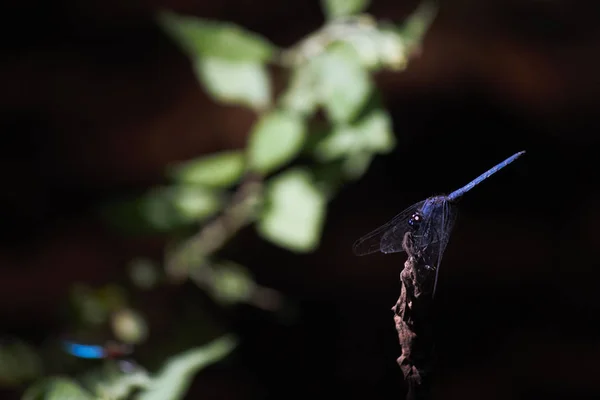 Blue Denim Dropwing Dragonfly Trithemis Donaldsoni Perched Dark Forest Limpopo — Fotografia de Stock