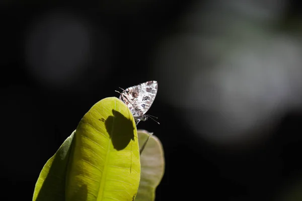 Mariposa Bronce Geranio Cacyreus Marshalli Que Mira Sobre Hoja Con — Foto de Stock